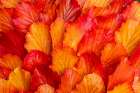 USA, Washington State, Sammamish. Witch-hazel fallen leaf pattern fall color. Art Print